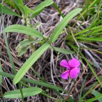 Image of Cologania angustifolia