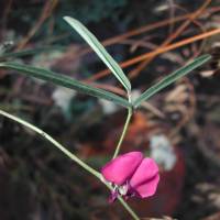 Cologania angustifolia image