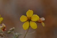 Senna covesii image