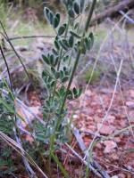 Dalea aurea image