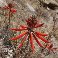 Image of Erythrina flabelliformis