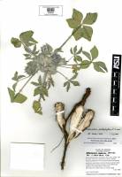 Pediomelum pentaphyllum image