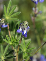Image of Lupinus bicolor
