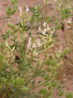 Astragalus preussii var. cutleri image