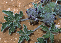 Image of Pediomelum pentaphyllum