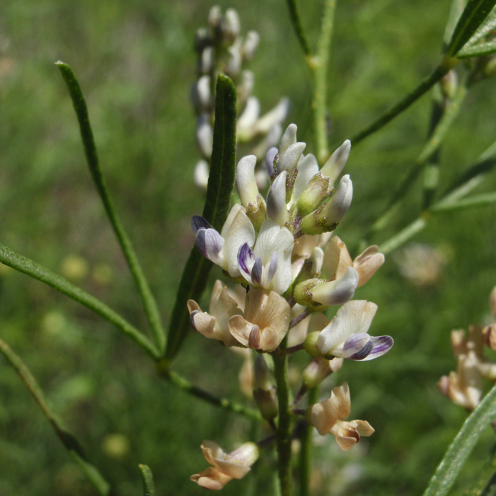 Ladeania lanceolata image