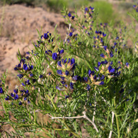 Psorothamnus arborescens image