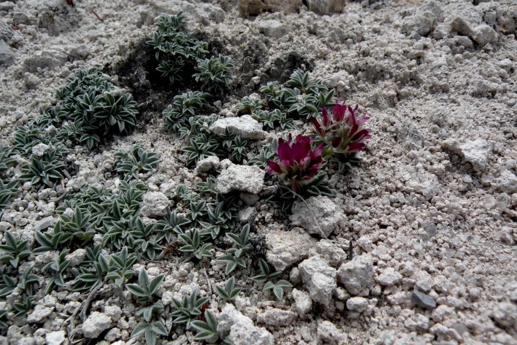 Trifolium friscanum image