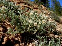 Astragalus chuskanus image
