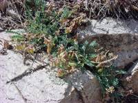 Astragalus cobrensis image