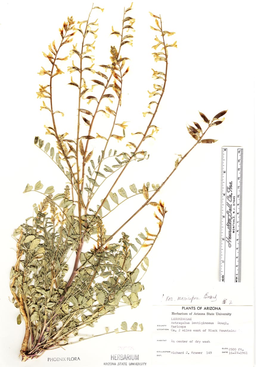 Astragalus lentiginosus var. maricopae image