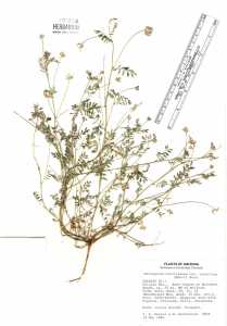 Image of Astragalus austrinus