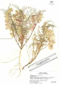 Astragalus allochrous image