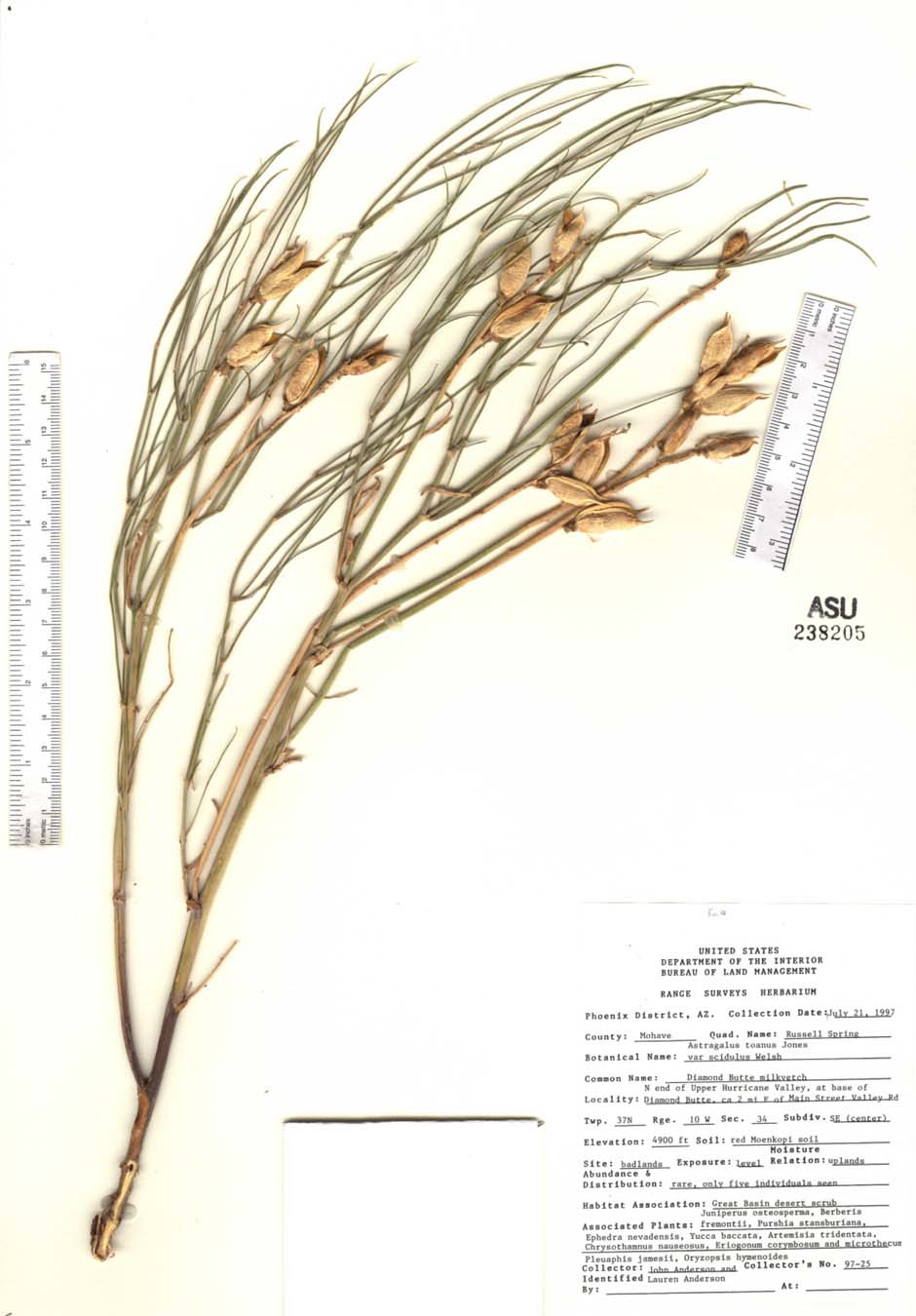 Astragalus toanus var. scidulus image