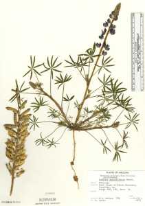 Lupinus sparsiflorus image