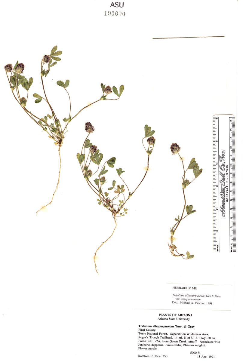 Trifolium albopurpureum var. albopurpureum image