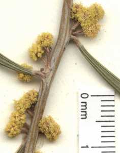 Image of Acacia redolens