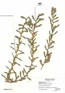 Acacia redolens image