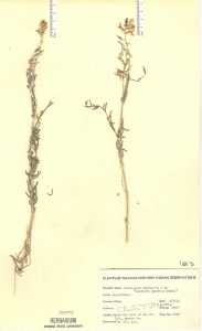 Image of Astragalus albulus