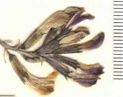 Astragalus castaneiformis image