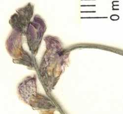 Astragalus ceramicus var. ceramicus image