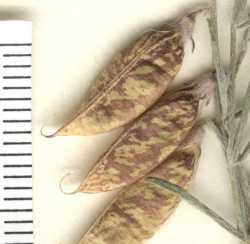 Astragalus ceramicus var. ceramicus image