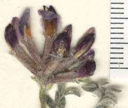 Astragalus desperatus var. conspectus image