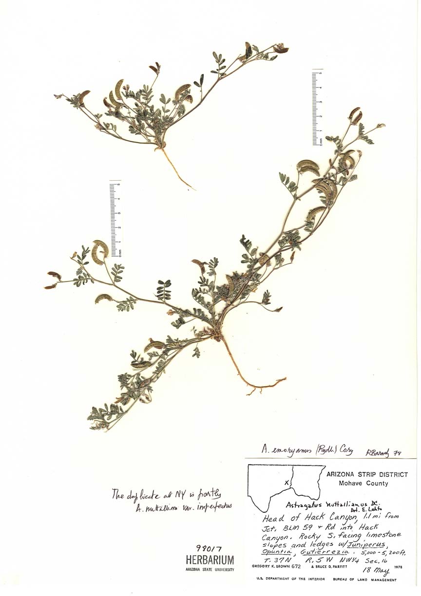 Astragalus emoryanus image