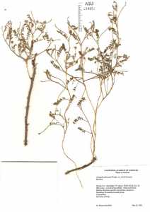 Astragalus flexuosus var. diehlii image