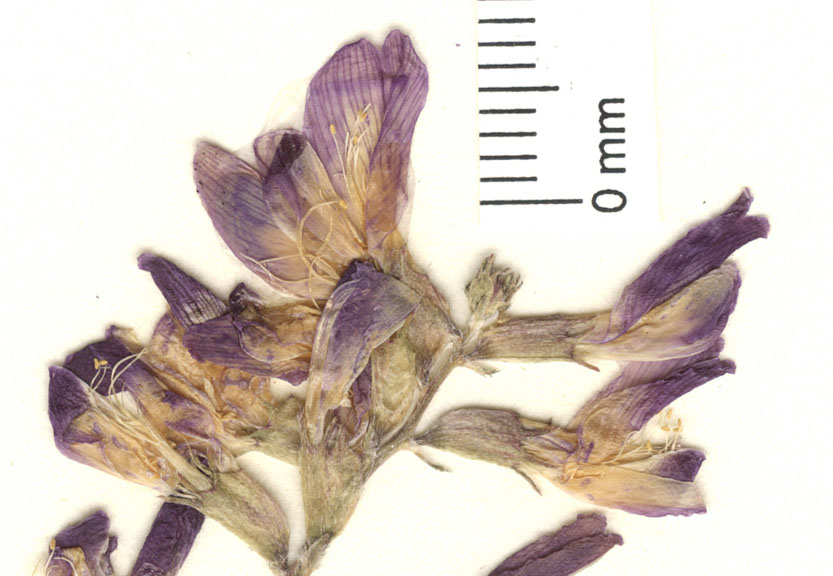 Astragalus mokiacensis image