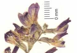 Image of Astragalus mokiacensis