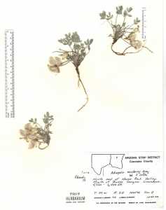 Astragalus newberryi image