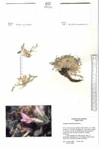 Image of Astragalus nutriosensis