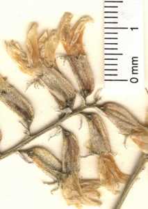 Astragalus pattersonii image