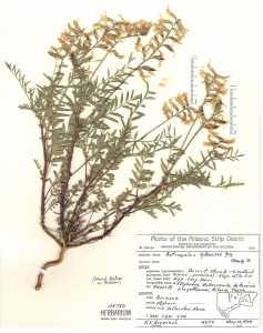 Astragalus pattersonii image