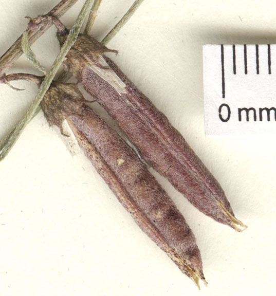 Astragalus pinonis var. atwoodii image