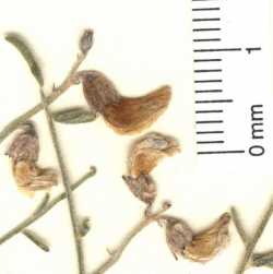 Astragalus pinonis var. atwoodii image