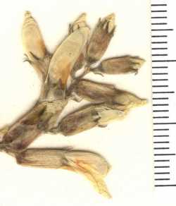 Astragalus scopulorum image