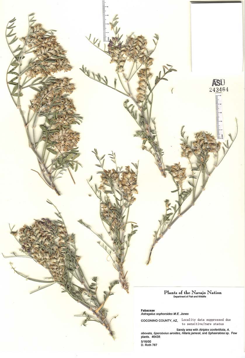 Fabaceae image
