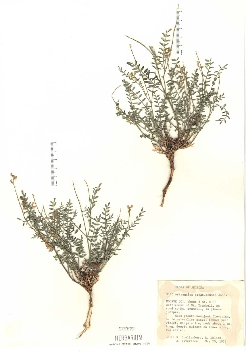 Astragalus straturensis image