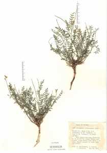 Image of Astragalus straturensis
