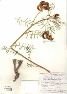 Image of Astragalus tetrapterus