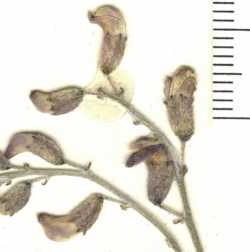 Image of Astragalus titanophilus