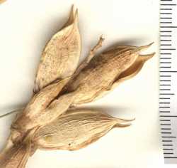 Astragalus toanus var. scidulus image