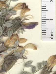 Astragalus zionis image