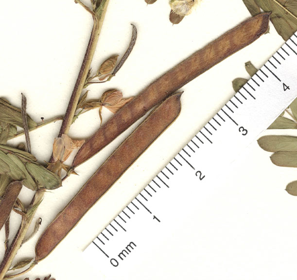 Chamaecrista nictitans var. mensalis image