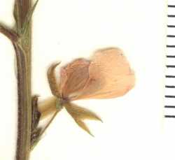 Chamaecrista nictitans var. mensalis image