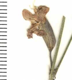 Cologania angustifolia image