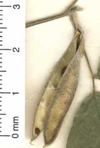 Cologania obovata image