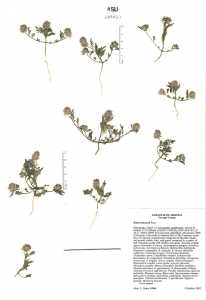 Dalea brachystachya image